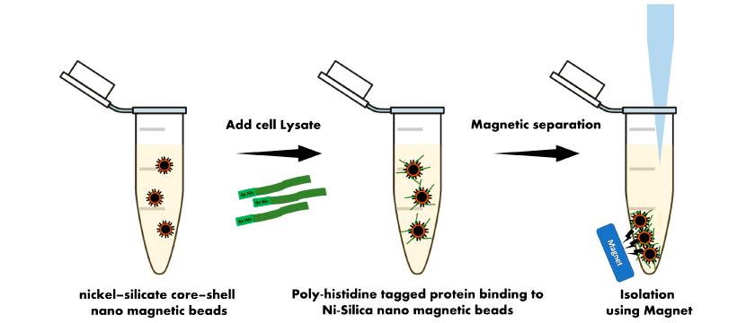 Immobilization and Purification of Poly-histidine tagged Protein
