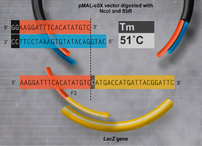[NEB]DNA Assembly, Mutagenesis Kits